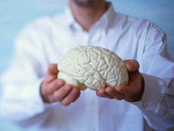Что говорит современная наука о мозге